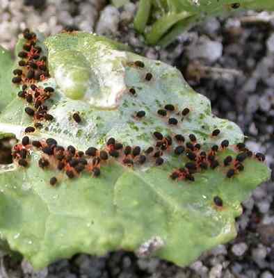 red legged earth mite